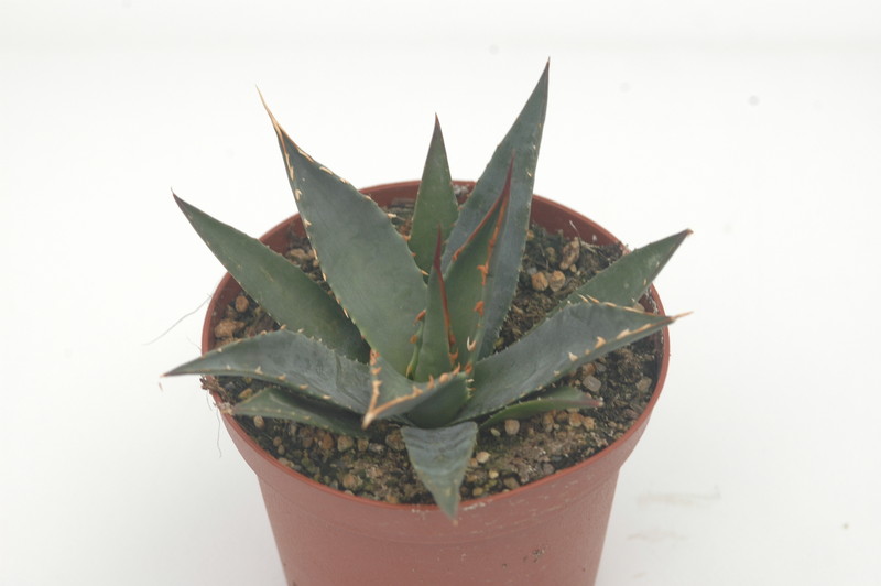 agave utahensis kaibabensis 8739