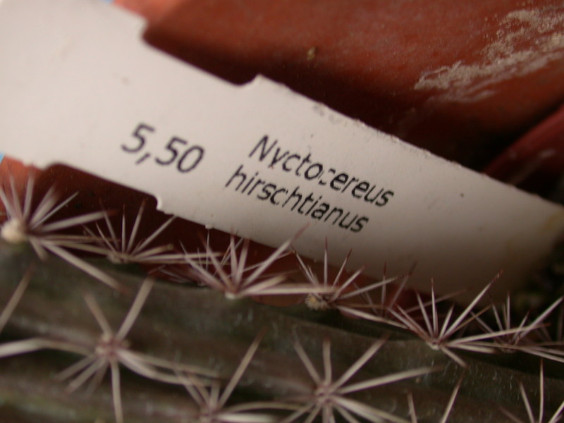 nyctocereus hirschtianus 43