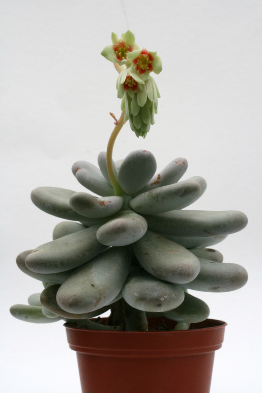 pachyphytum oviferum 6129