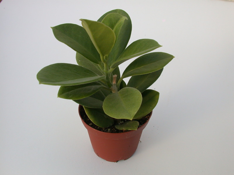 hoya australis behaart 1394