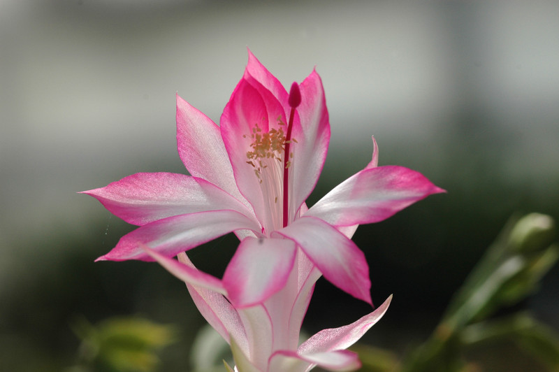 schlumbergera hatherton charm 223