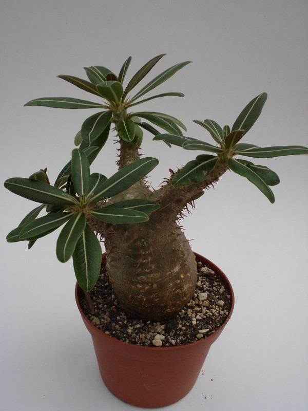 pachypodium rosulatum 752
