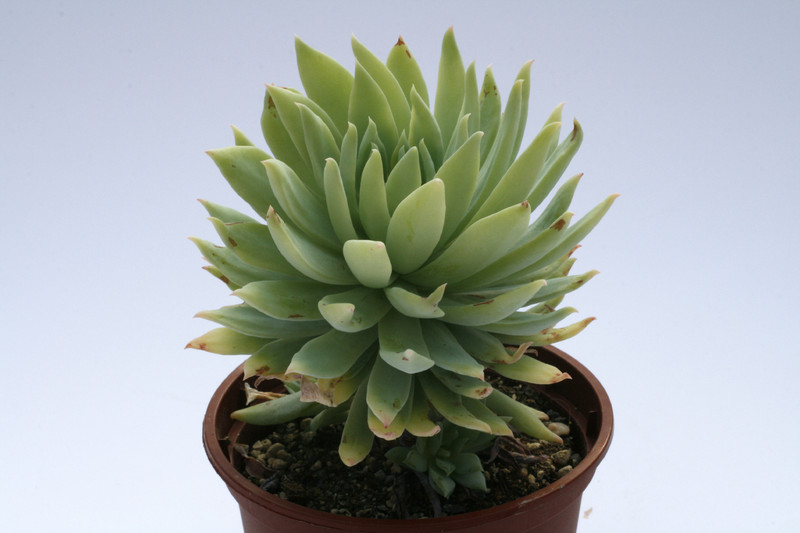 dudleya greenei 7919