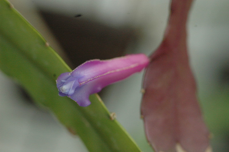 disocactus amazonicus rb30 6 395 9355