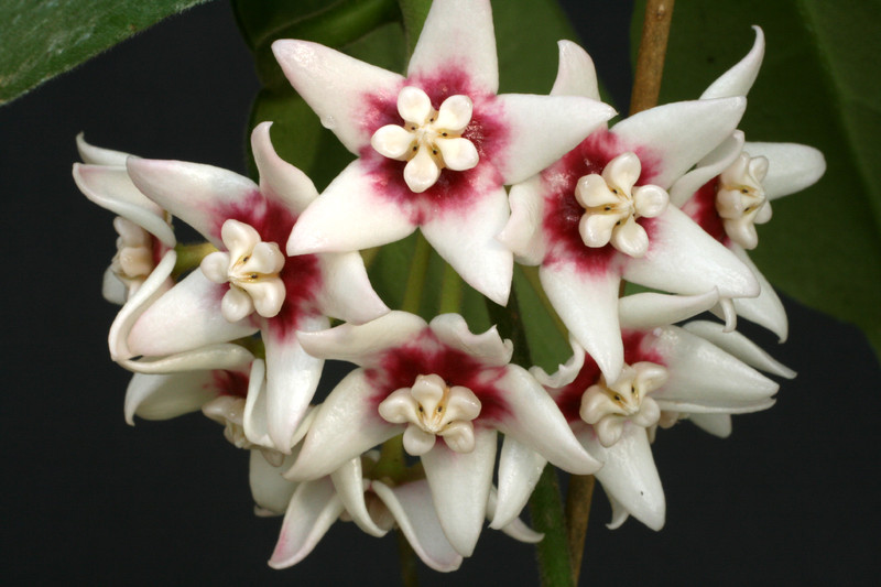 hoya calycina 4410