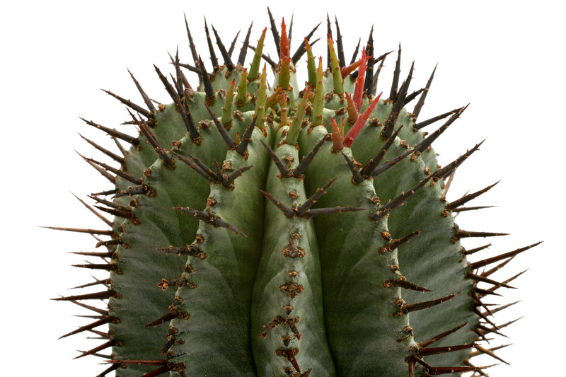 euphorbia horrida 0488