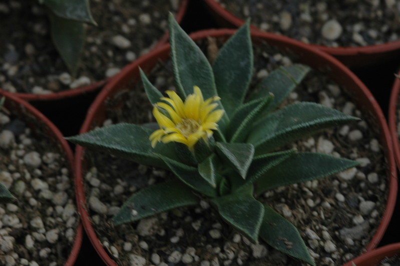 nananthus transvaalensis 1810