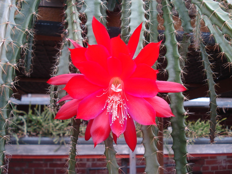 aporocactus luzifer paetz 9836