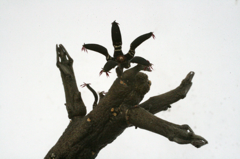 rhytidocaulon macrolobum 9648