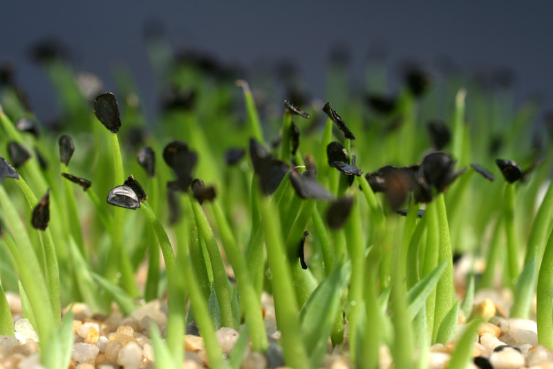 agave chiapensis 0051