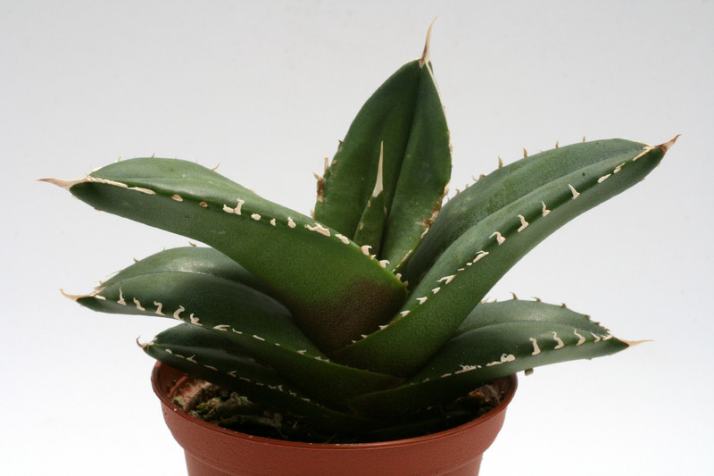 agave titanota 7659