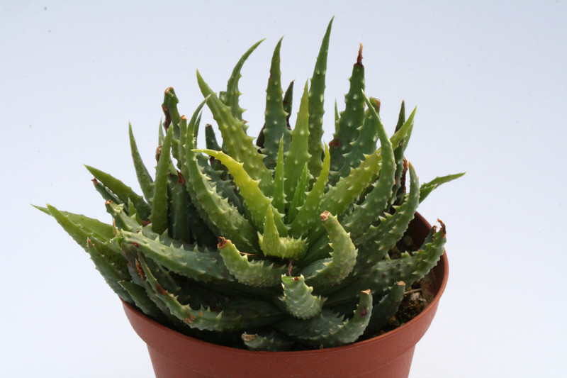 aloe humilis 6684