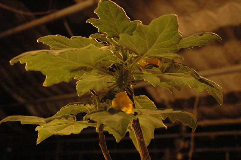 uncarina roeoesliana 6