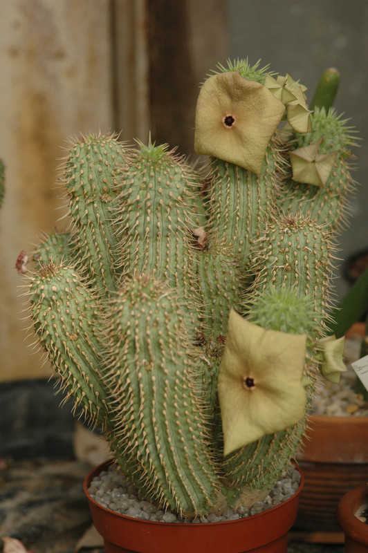 hoodia sp 02