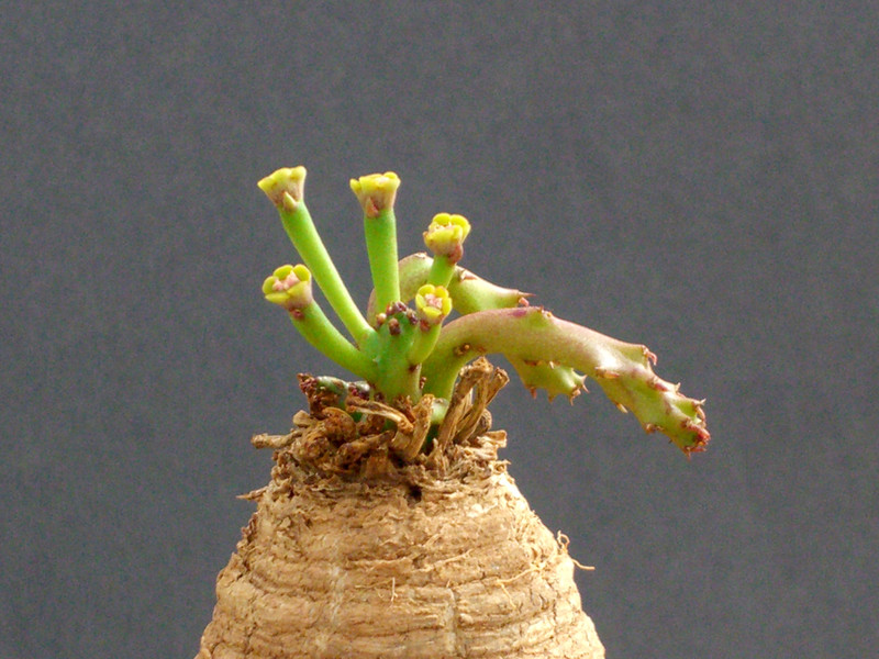 euphorbia decidua 0335