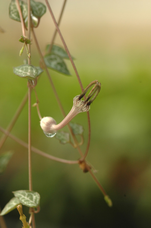 ceropegia woodii 04