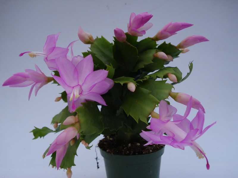 schlumbergera thor pandora 1559