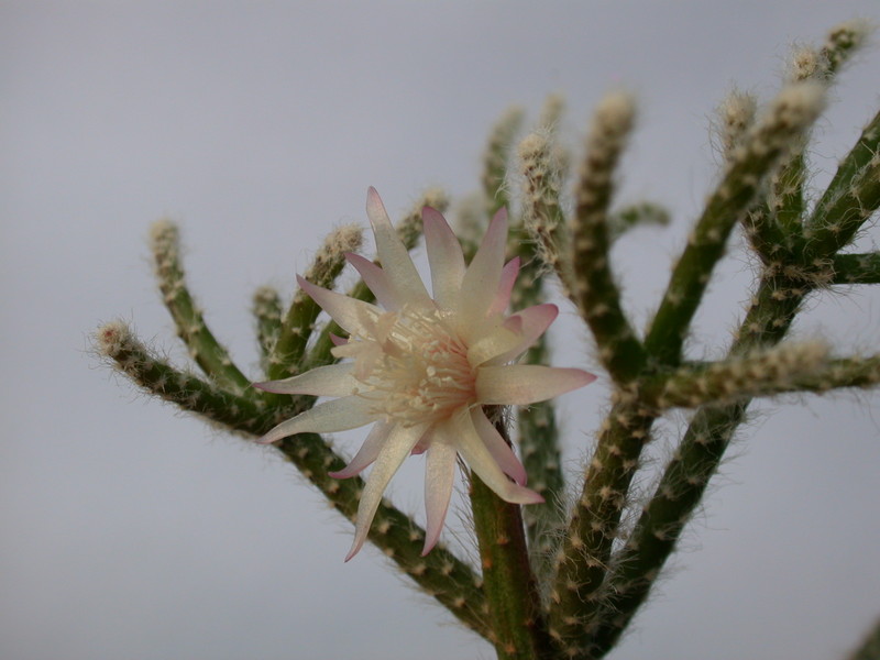 rhipsalis pilocarpa 2042