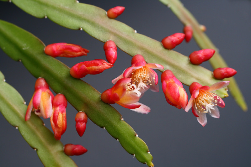 pfeiffera boliviana 0132