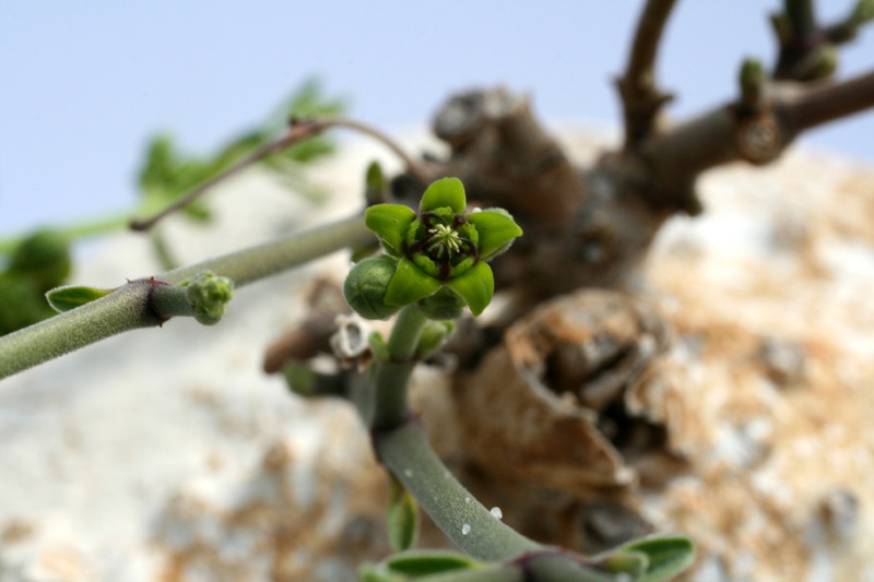 raphionacme procumbens w 7296