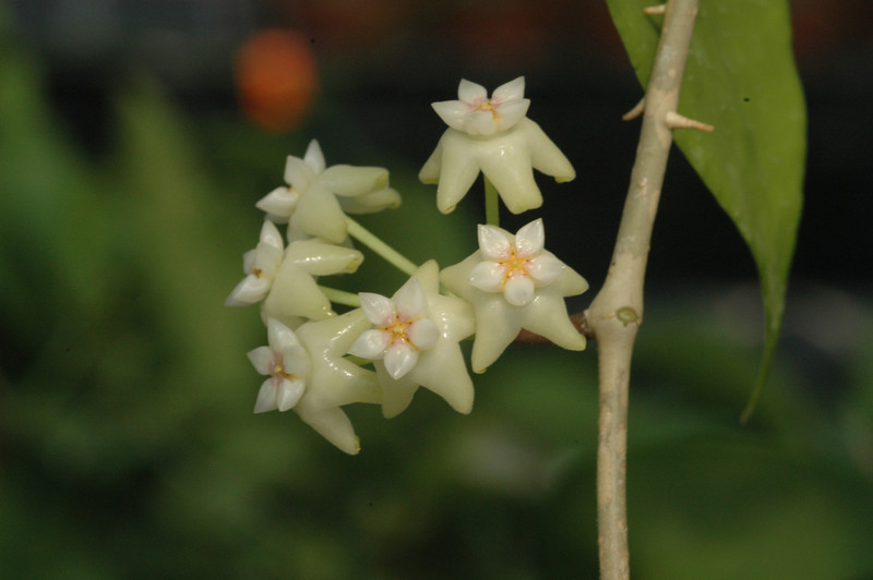 hoya parasitica india 07