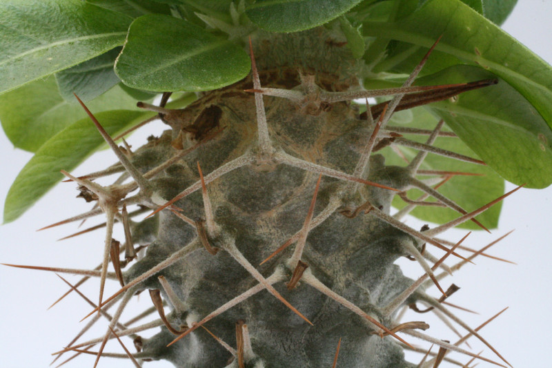 pachypodium brevicaule ve 9366
