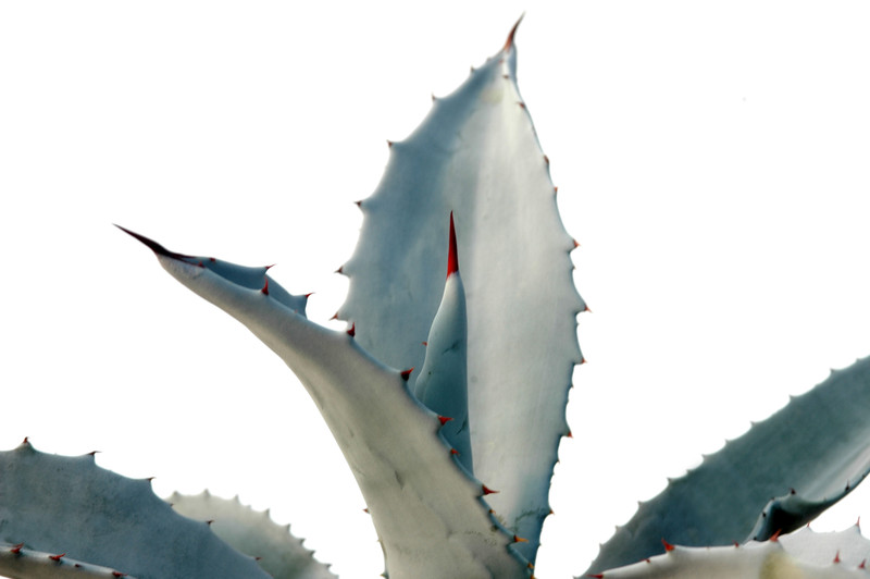 agave desertii simplex 8471