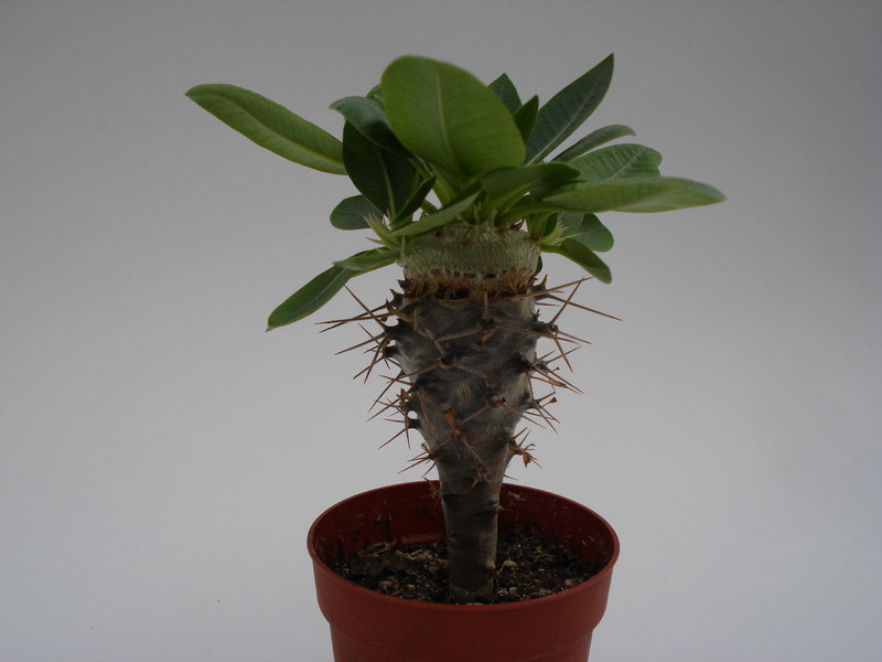 pachypodium brevicaule 740