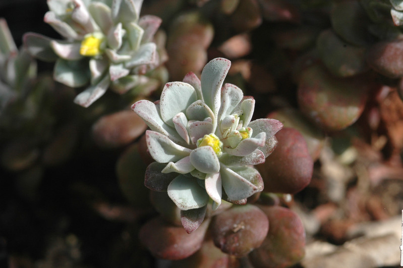 sedum spatulifolium purpur 01