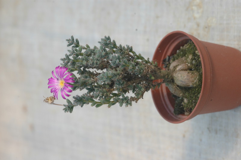 delosperma minima 1709