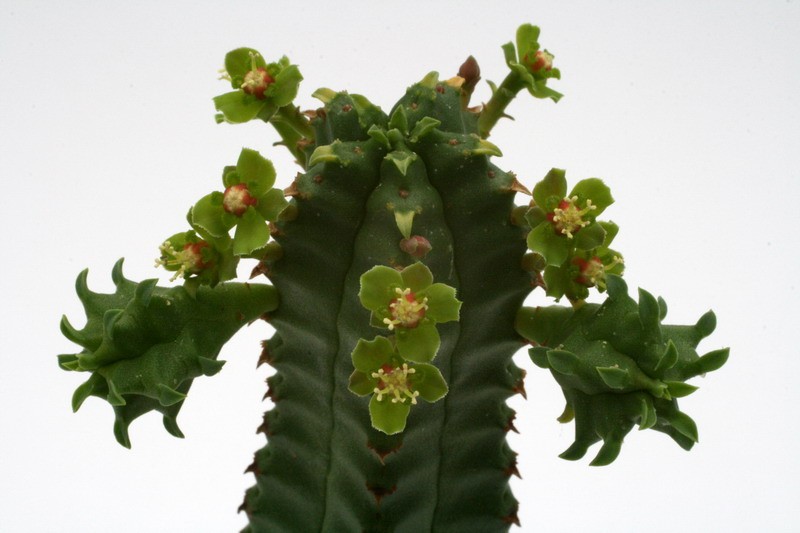 euphorbia jansenvillensis 9949 sm