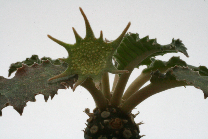 dorstenia crispa 9954