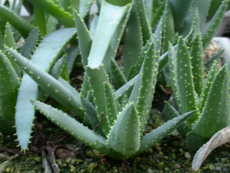 aloe dichotoma