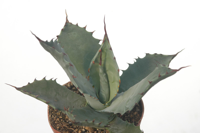 agave shrevei magna 8609