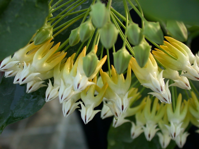 hoya multiflora 03