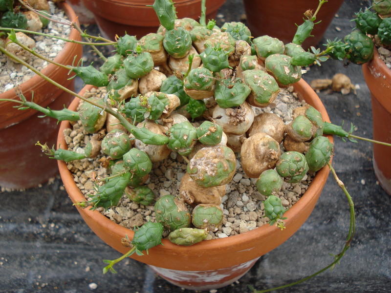 euphorbia globosa 1129