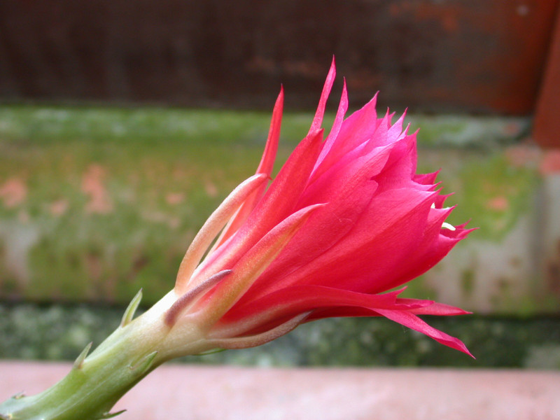 eh lola p 1041 1