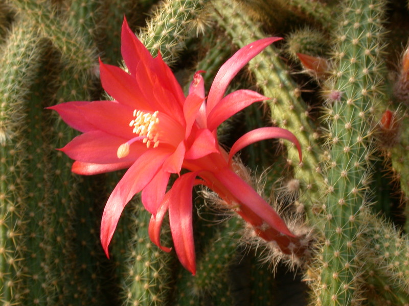 aporocactus mallisonii 9650