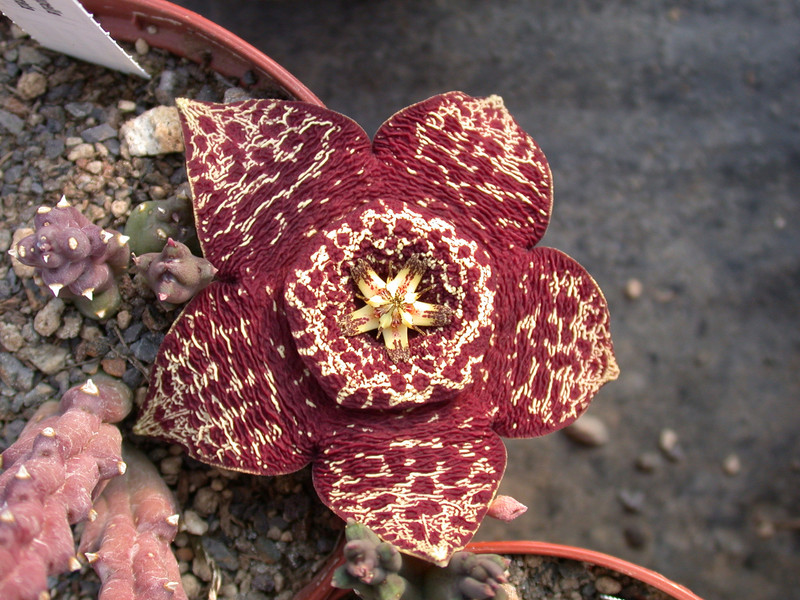 stapelia variegata01