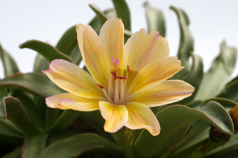 lewisia longipetala little peach 9219