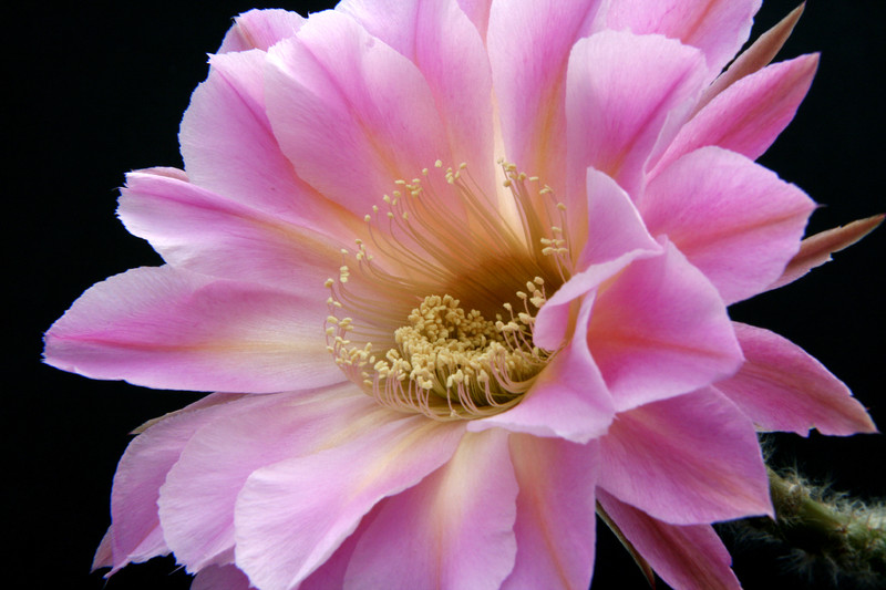 echinopsis spring symphony 0204