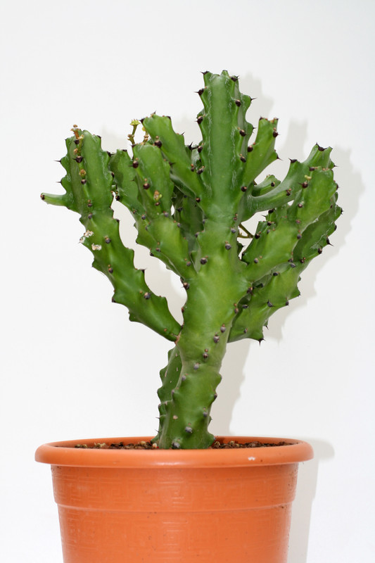 euphorbia mayuranathanii 3484