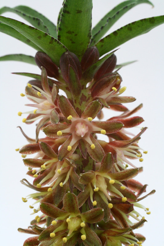 eucomis vandermerwei 2460