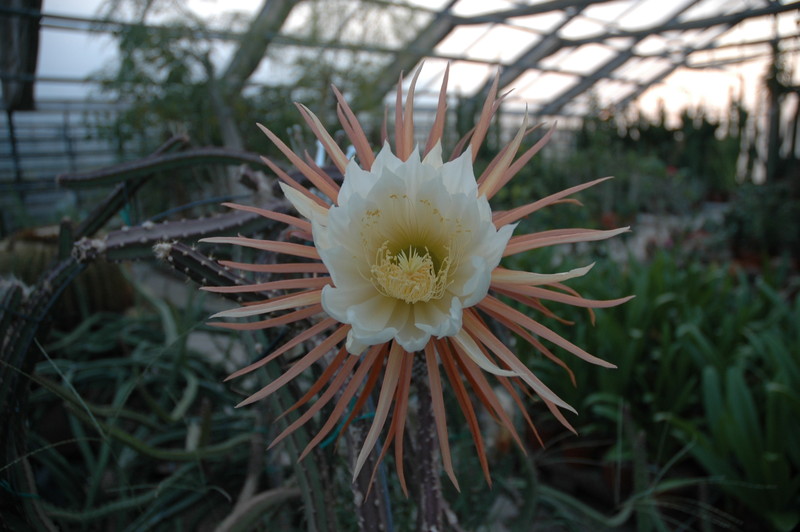 selenicereus grandiflorus aufbluehen 1443