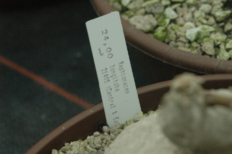 raphionacme longituba 03