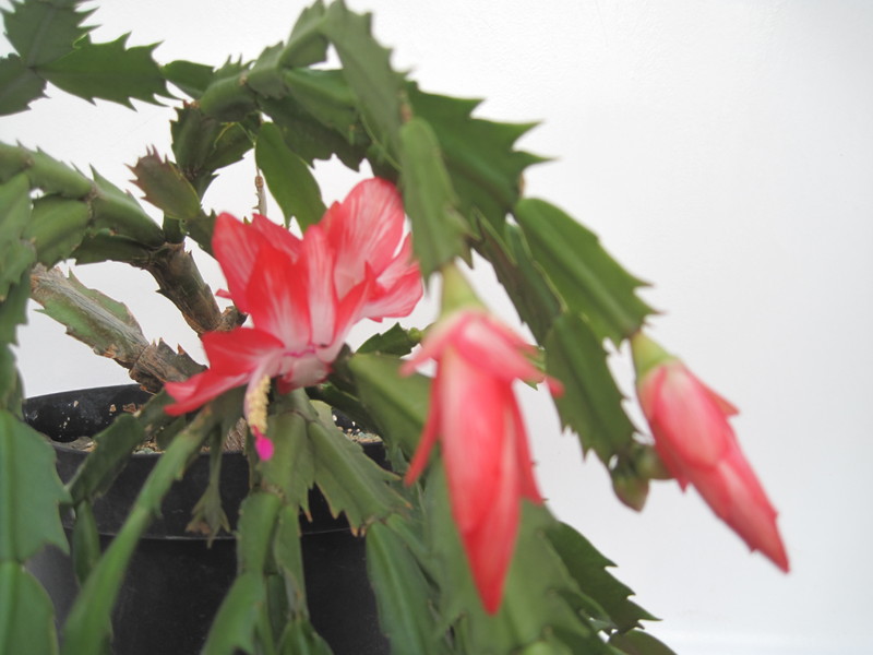 schlumbergera pasadena 7685