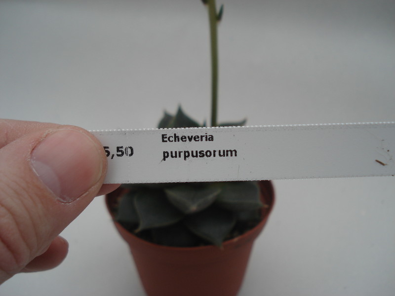 echeveria purpusorum 8363
