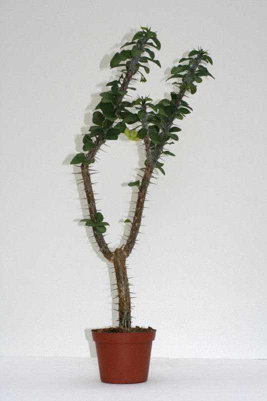 euphorbia horombensis 50cm 3712