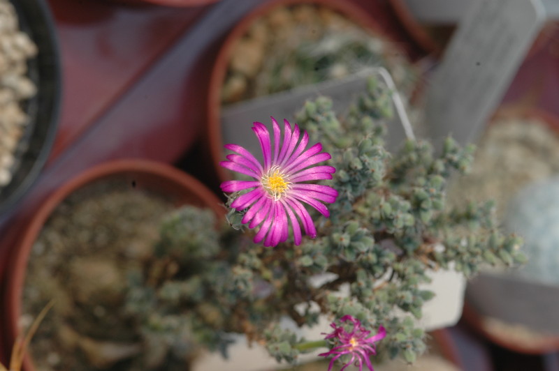 delosperma minima 1706