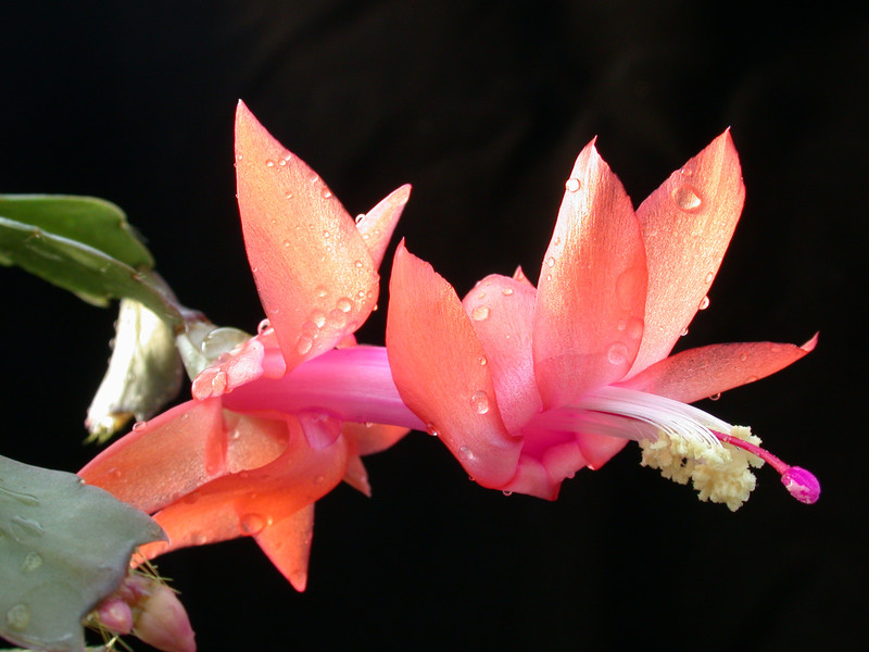 schlumbergera new chrismas 16